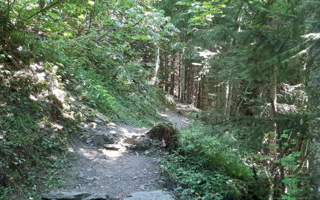 Sentier forestier du renardeau Villars