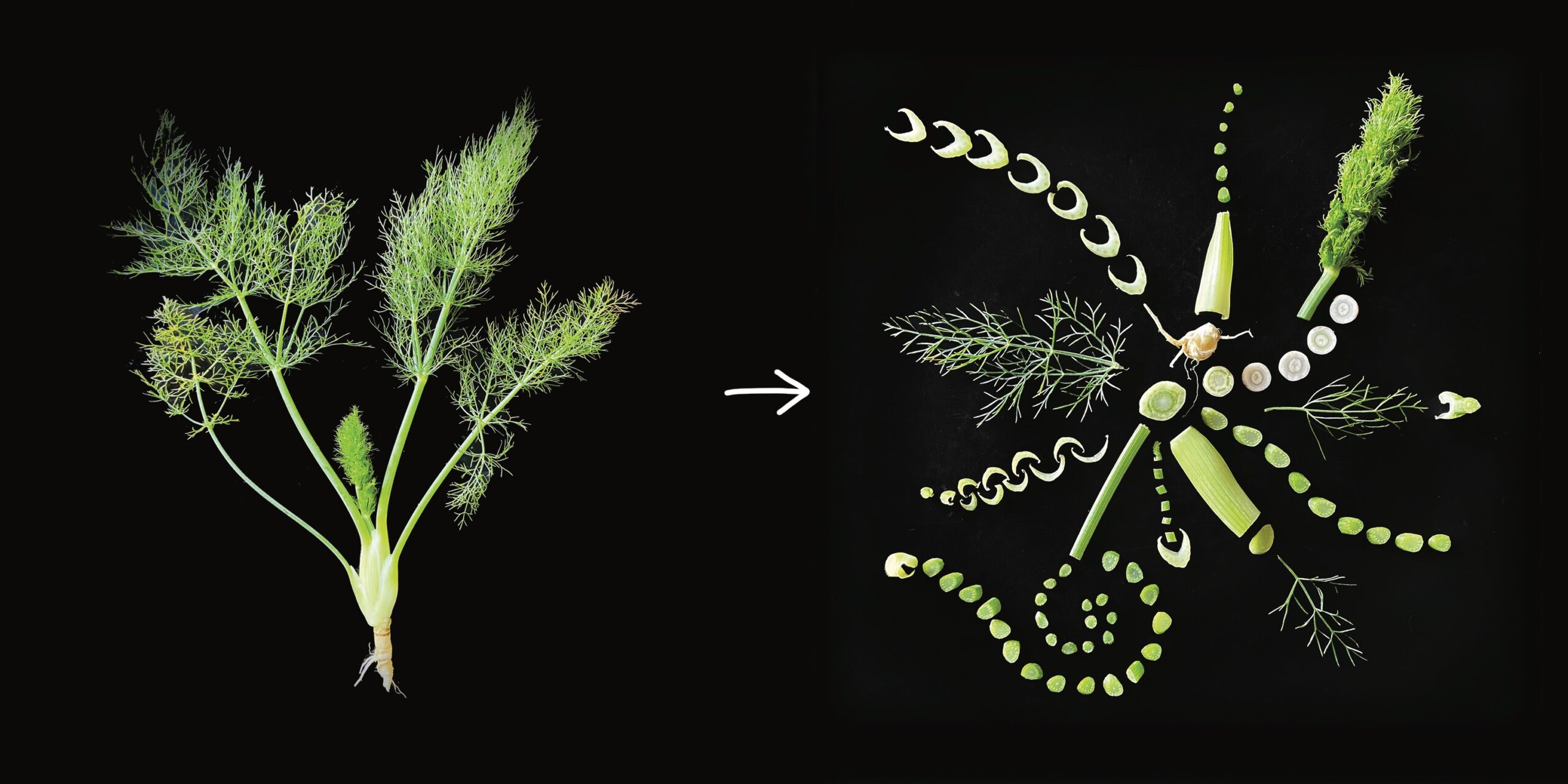 Atelier de Création autour des fruits et légumes de Saison avec Zoé Bauquis