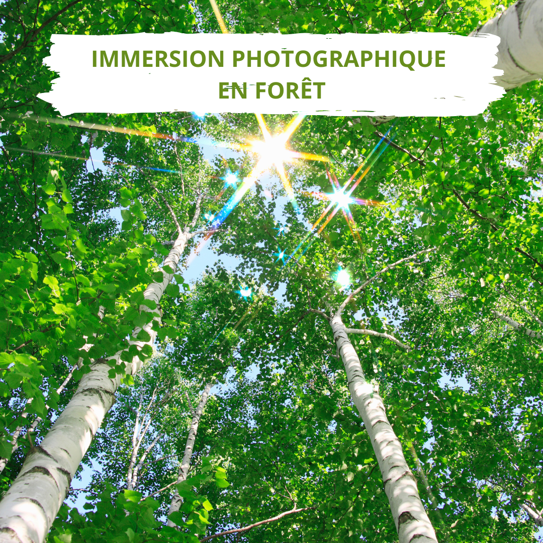 Immersion photographique en forêt Nathalie Guiffault