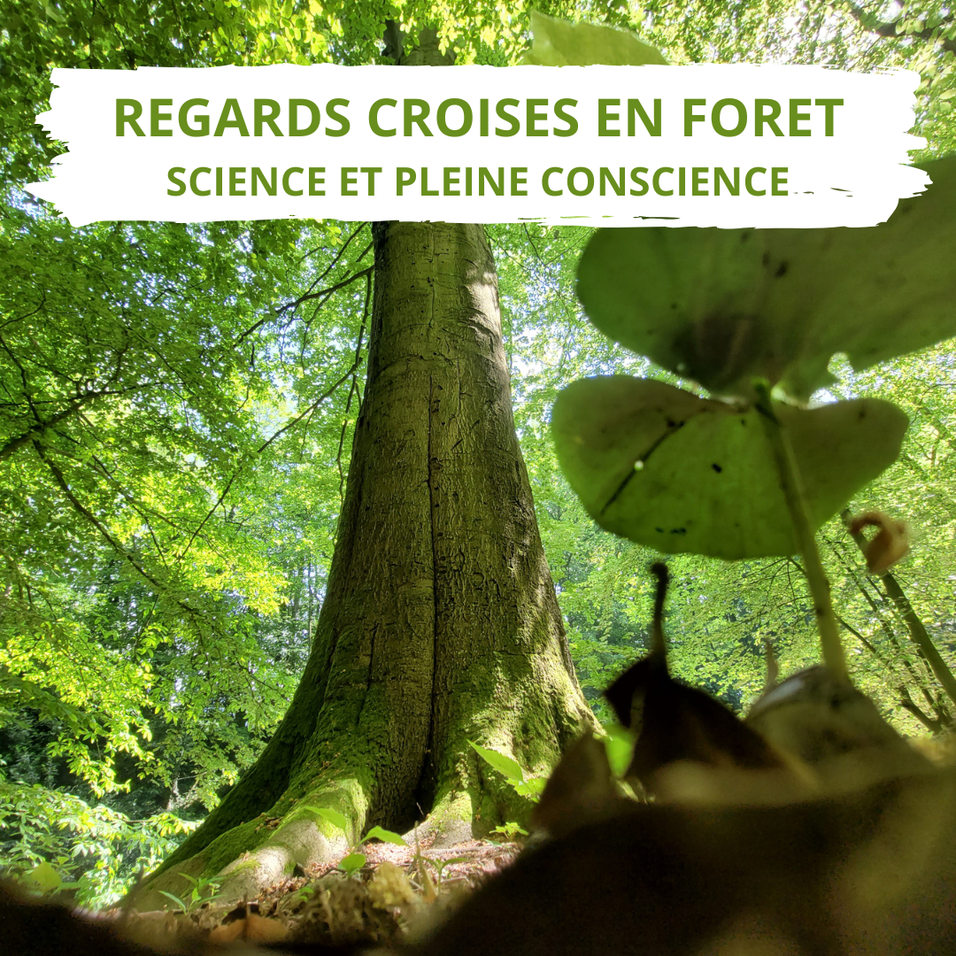 Regards croisés en forêt science et pleine conscience Nathalie Guiffault