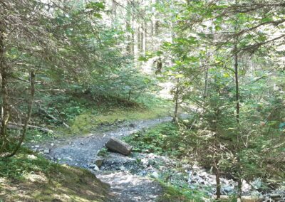 Sentier forestier entre Solalex et Gryon