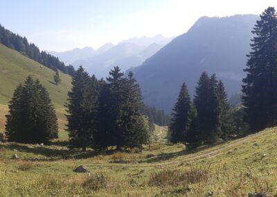 Dent de jaman depuis les cases